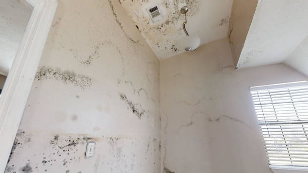 Best Mold Prevention Services  in Belle Isle, FL