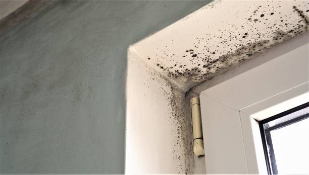 Mold Odor Removal Services in Belle Isle, FL