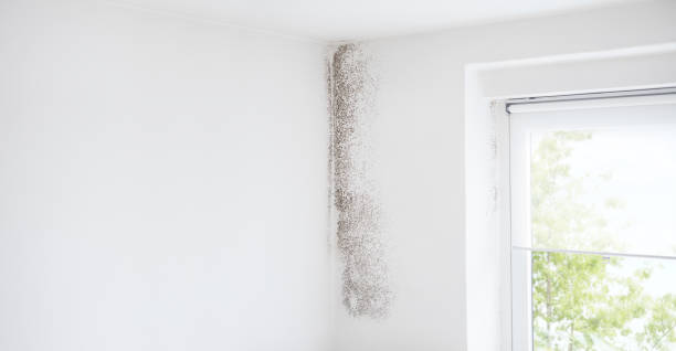 Mold Remediation for Rental Properties in Belle Isle, FL