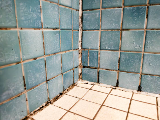 Best Forensic Mold Investigation  in Belle Isle, FL