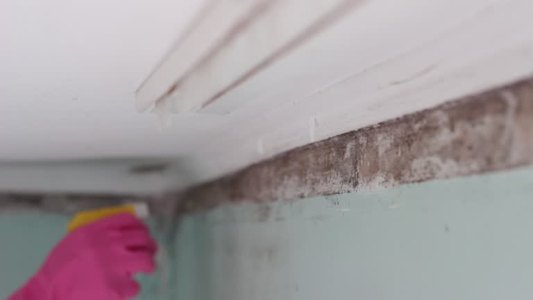 Professional Mold Removal in Belle Isle, FL