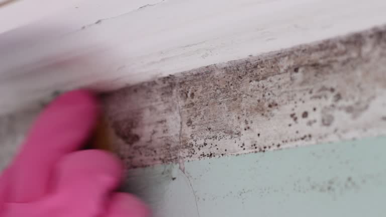 Best Biohazard Mold Removal  in Belle Isle, FL